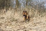 BERGER ALLEMAND 888
